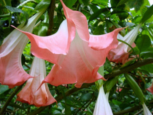 Картинка цветы бругмансия дурман трубы ангела