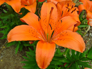 Картинка цветы лилии лилейники