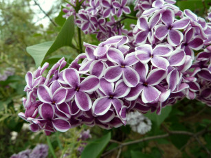 Картинка цветы сирень