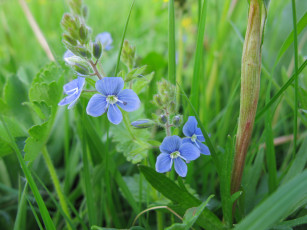 Картинка полевые цветы немофилы вероники