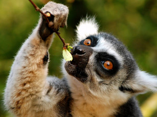 Картинка животные лемуры обед