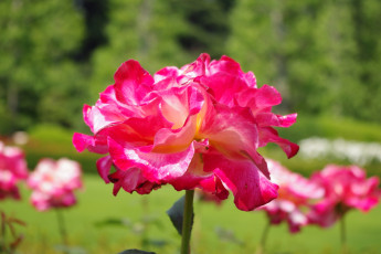 Картинка цветы розы