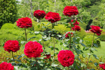 Картинка цветы розы