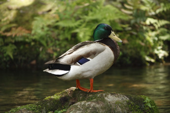 Картинка животные утки