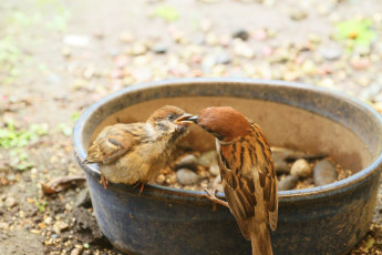 Картинка животные воробьи