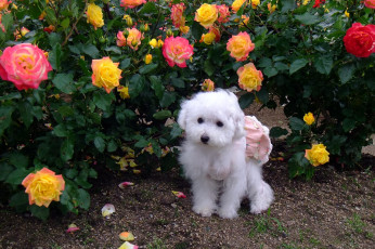 Картинка животные собаки