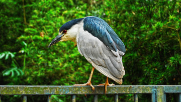 Картинка животные цапли