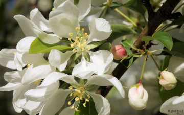 Картинка цветы цветущие деревья кустарники