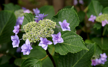 Картинка цветы гортензия