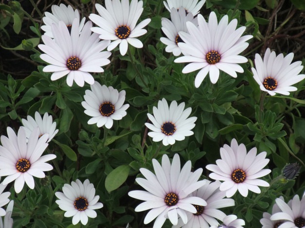 Обои картинки фото цветы, диморфотеки