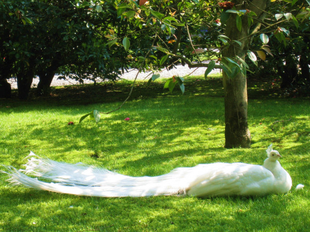 Обои картинки фото животные, павлины