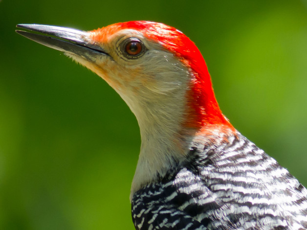 Обои картинки фото животные, дятлы