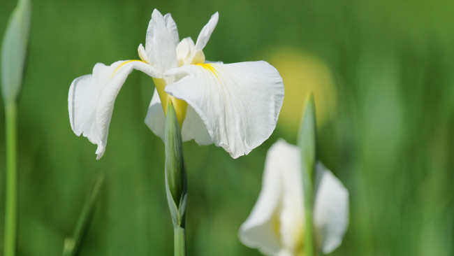 Обои картинки фото цветы, ирисы