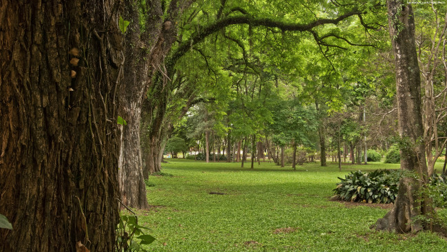 Обои картинки фото природа, деревья