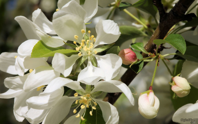 Обои картинки фото цветы, цветущие, деревья, кустарники