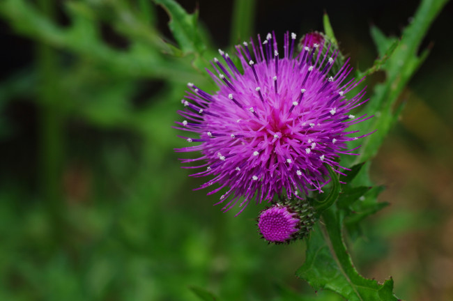 Обои картинки фото цветы, Чертополох, репейник