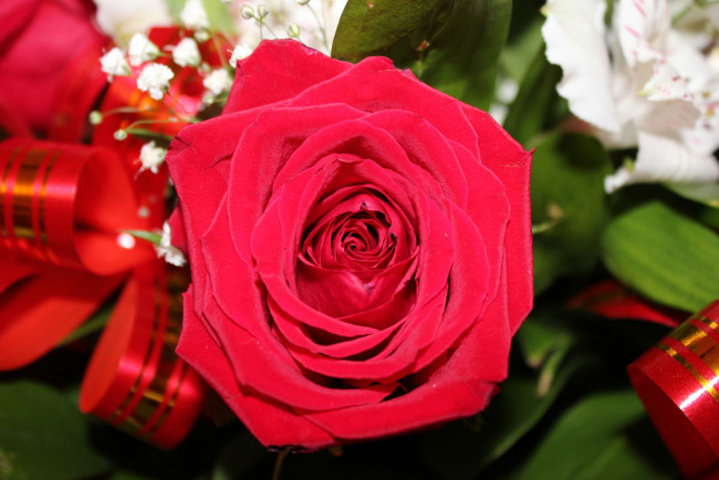 Обои картинки фото цветы, розы