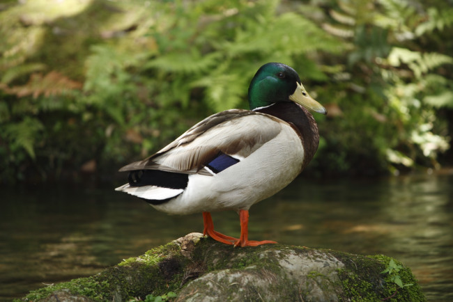 Обои картинки фото животные, утки