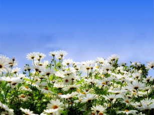 Картинка цветы ромашки