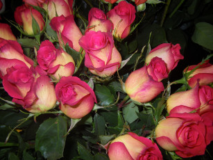 Картинка цветы розы