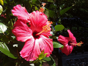 Картинка цветы гибискусы гибискус