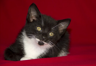 Картинка животные коты котёнок