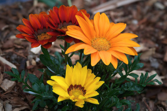 Картинка цветы газания лепестки