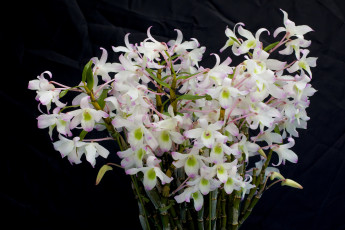 Картинка цветы орхидеи