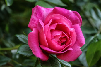 Картинка цветы розы макро бутон