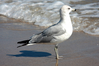 Картинка животные Чайки бакланы крачки прибой берег чайка птица