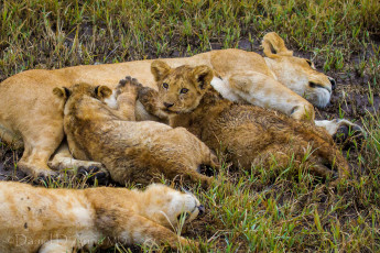 Картинка животные львы кормежка львята