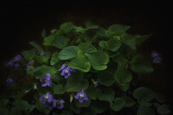 Картинка цветы фиалки лесная фиалка