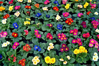 Картинка цветы примулы кустики разноцветный