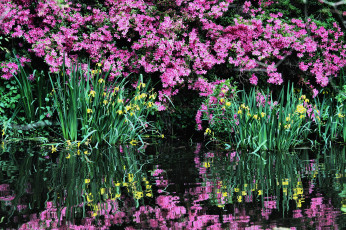 Картинка цветы разные вместе ирисы азалии вода