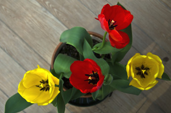 Картинка цветы тюльпаны букет