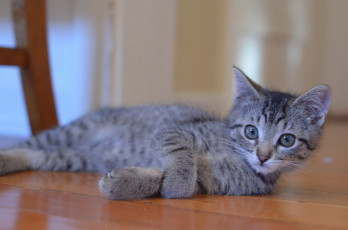 Картинка животные коты котёнок