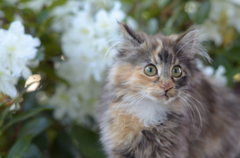 Картинка животные коты взгляд усы