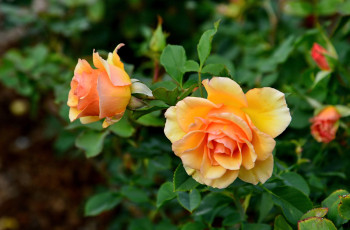 Картинка цветы розы оранжевый