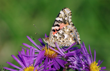 Картинка животные бабочки цветы крылья