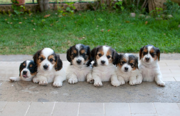 Картинка животные собаки щенки