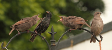 Картинка животные птицы птенцы скворцы