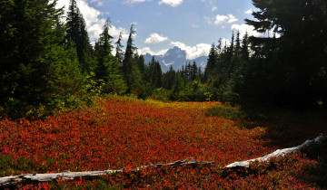 Картинка природа лес поляна