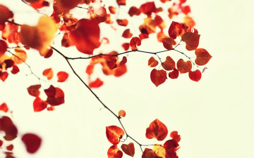 Картинка природа листья ветки осень