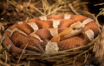 Картинка животные змеи питоны кобры полосатая