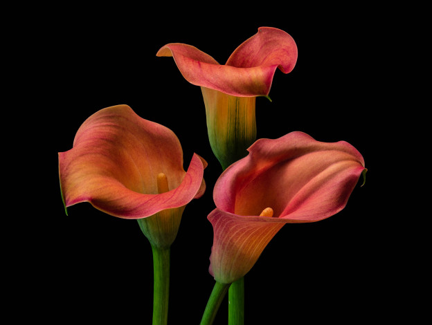 Обои картинки фото цветы, каллы, три