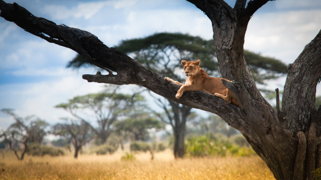 Обои картинки фото животные, львы, львица, дерево, отдых