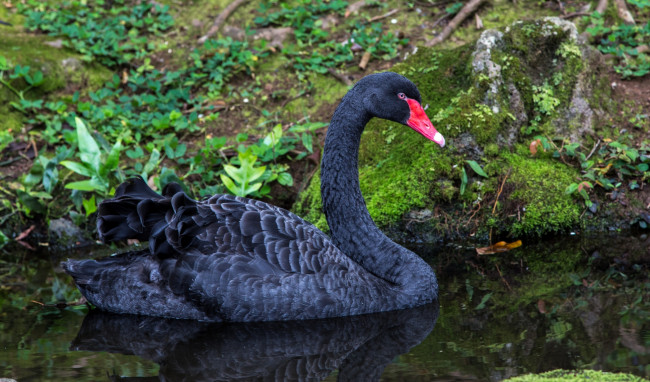 Обои картинки фото животные, лебеди, красавец, черный