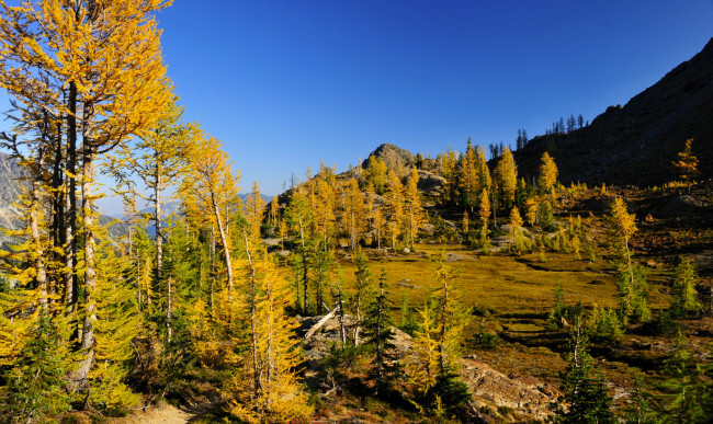 Обои картинки фото природа, деревья, горы