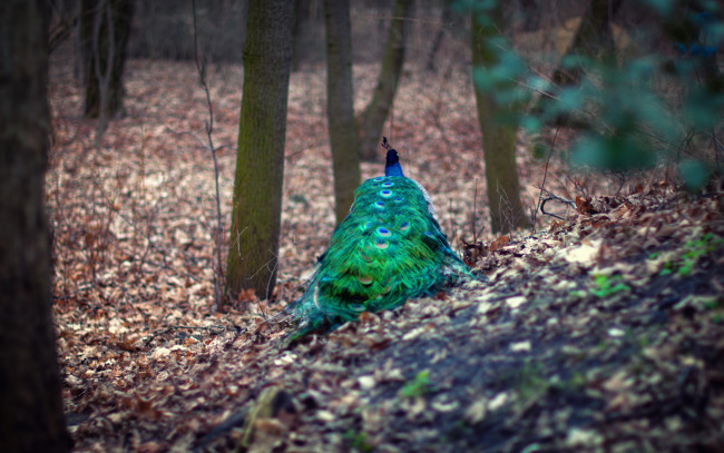 Обои картинки фото животные, павлины, деревья, павлин, лес, хвост, перья, листья