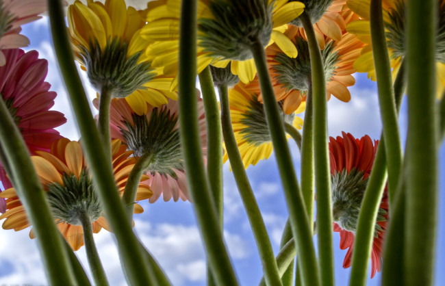 Обои картинки фото цветы, герберы, стебли, небо